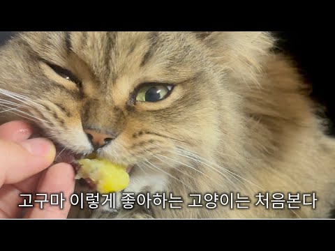 대설특보엔 고구마 먹방