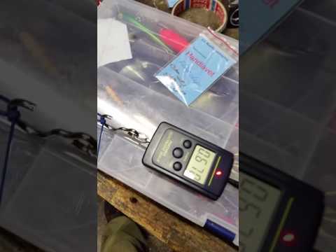 Gedde forfang flue. Flue clips test.