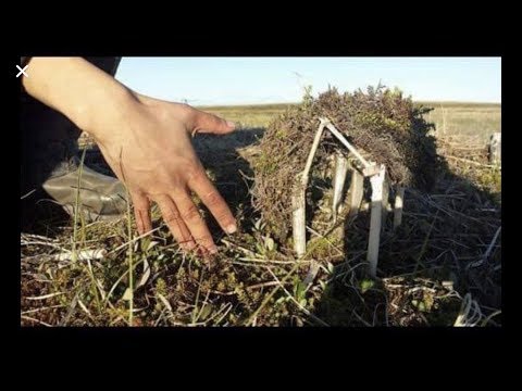 World Bigfoot Radio #105 ~ The Hobbit Hunter/ Robyn Moonshadow