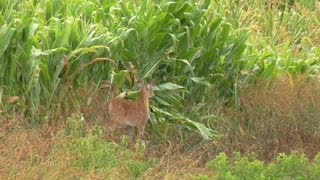 preview picture of video 'Wildlife Video of Fawn (Baby Deer) at Private Rural Iowa Farm Pond while Camping 08-02-2013'