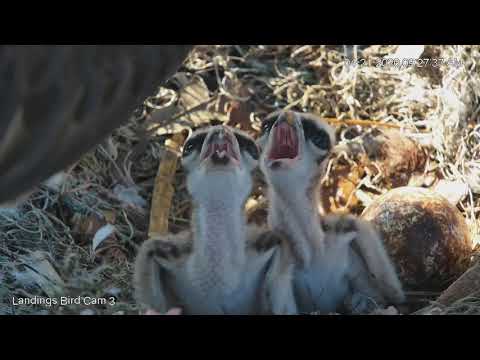 Egg #3 Pipping While Osprey Chicks Eat Fish For Breakfast | Savannah Osprey Cam – April 21, 2020