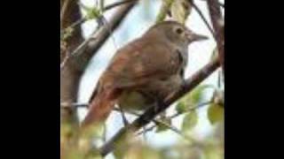 ΜΙΧΑΛΗΣ ΤΕΡΖΗΣ    Της περιφάνειας μας