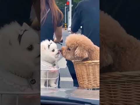 ТАК БУЛО ФАЙНО, А ЦЕЙ СУЧІЙ СИН.              павел @pavlo.ua.kharkov UKRAINE