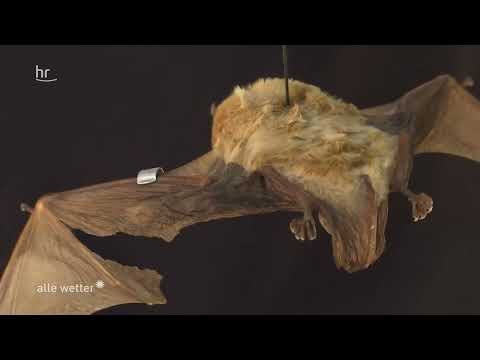 Projekt vom 07.07.2023 "Fledermaus-Erlebnisse inklusiv"