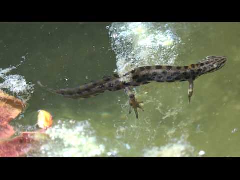 Thüringeti Pferde und Molche 2019