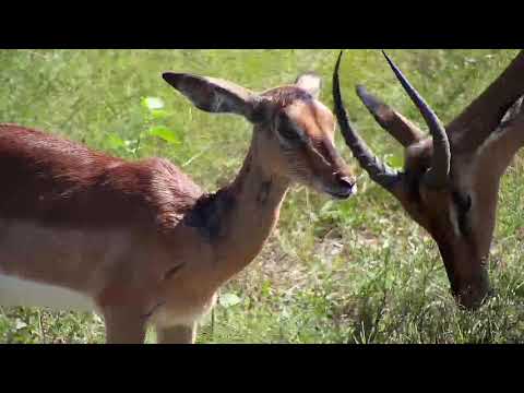 Djuma: Impala lamb with injuries on neck - 14:37 - 03/07/20