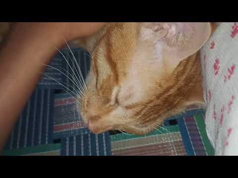 Loofty🐱🩷my friend's lovely ginger cat🐈💕