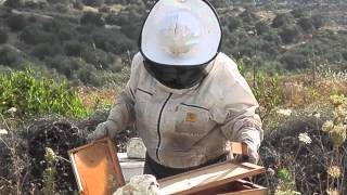 Yael's Honeybees, super honey from Kedumim