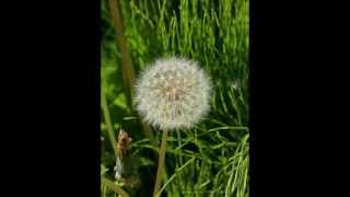 Ron Sexsmith - Blade of Grass.wmv