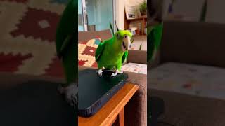Bino tenta entender Wi Fi e SURTA! 😱🦜