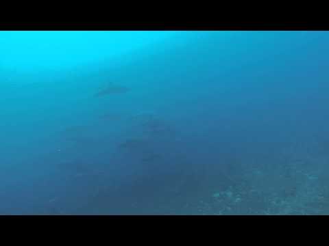 Diving with Dolphins in Bali. Video by Branko Milovanovic.