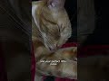 Everything About You Is Purrrfect With A Capital P 🫶 ️ ️ Viral