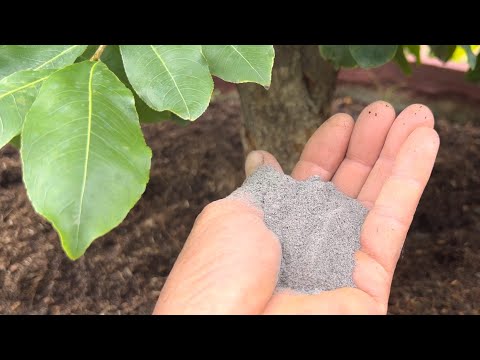 Bón lân cho mai vàng khi nút nụ đã hình thành