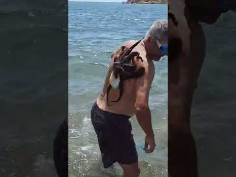 Ataque de pulpo gigante a uno de Cuenca