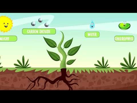 Micronutrient Fertilizers