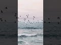 Isq Risk Song ️ WhatsApp Status Shorts Status Trend