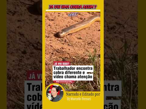 ENCONTRO RARO NO MATO GROSSO! 🐍🚜 Trabalhador encontra "cobra-de-duas-cabeças" em Brasnorte.