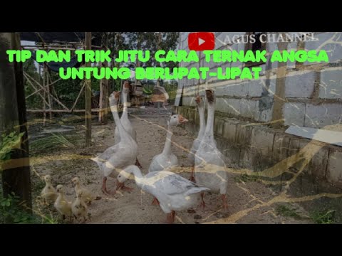 , title : 'TIP DAN TRIK JITU CARA TERNAK ANGSA UNTUNG BERLIPAT-LIPAT'