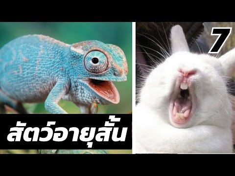 เพิ่มขึ้นจริงในสมาชิกบ้าน ที่หัวของอวัยวะเพศชายสิวเล็ก ๆ น้อย ๆ ปรากฏ