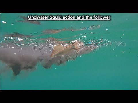  Underwater Squid Action & the follower on the Clicks Jigs. Feb 2025