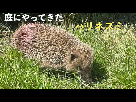 秋にハリネズミを引き付け、庭にいるときにハリネズミを保護するにはどうすればよいですか？  庭園