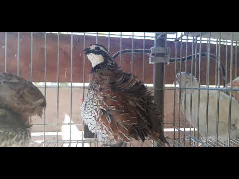 Canto da codorna Bob white