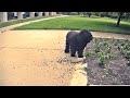 The Adventures Of Rasta Bowwow Episode 2830 06 30 2021