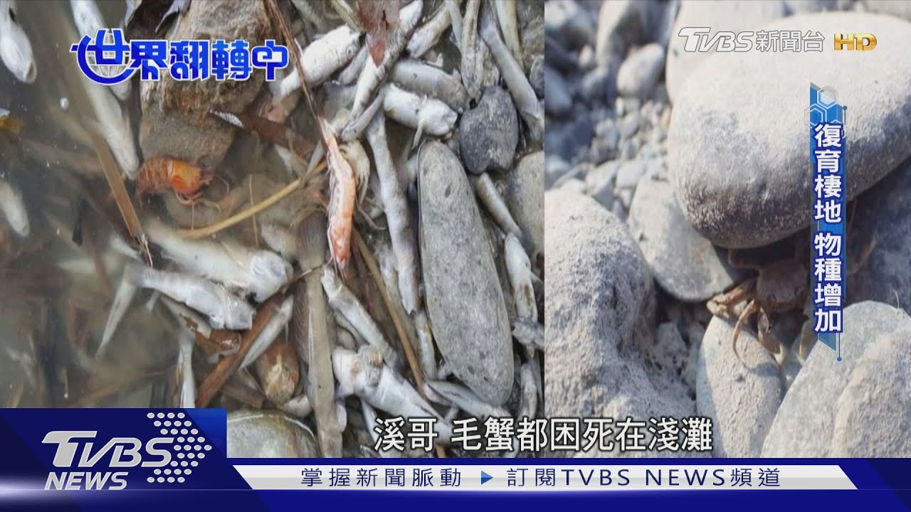 工業、垃圾汙染釀河川生態危機　靠復育棲地讓物種回流