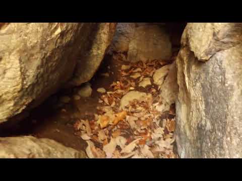 Trip to the wild cat den !