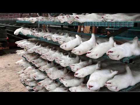 Amazing Mink Farming Technique - Mink Fur Harvest and Processing in Factory - Mink Fur industry