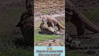 Download lagu Komodo predator vs Macan tutul; siapa yang menang? π± #shorts #animals mp3 Download lagu Komodo predator vs Macan tutul; siapa yang menang? π± #shorts #animals mp3