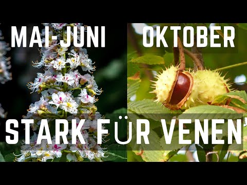 Rosskastanie: Wirkung, Anwendung & sichere Nutzung