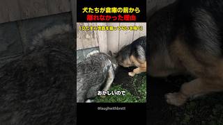 犬たちが倉庫の前から離れなかった理由