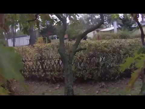 Cat Jumps Off Tree with GoPro - Freefall HD