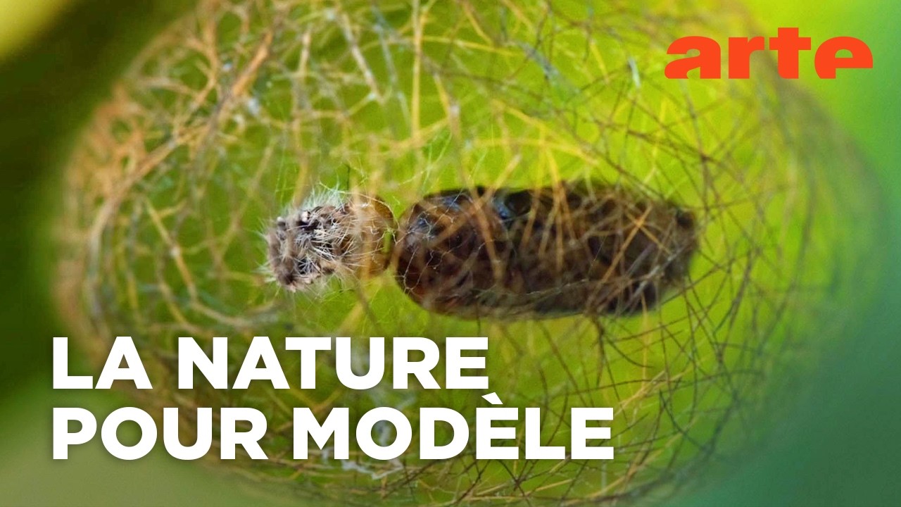 Le biomimétisme pour construire le monde de demain | Documentaire | ARTE