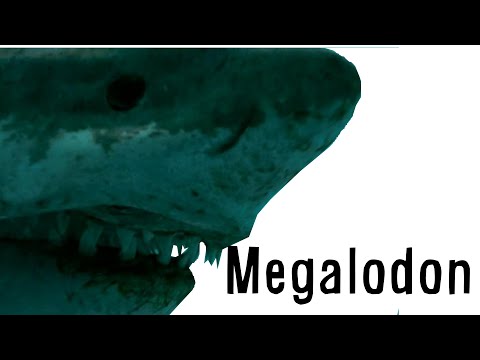 Paleo Profile - Megalodon