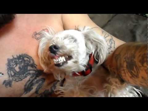 mean dog smiles for her person.(Smiling Thelma)