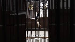 Download lagu Kacer isian prenjak #kacer #prenjak #kicaumania mp3