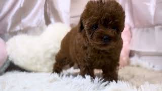 ティーカッププードルの動画01