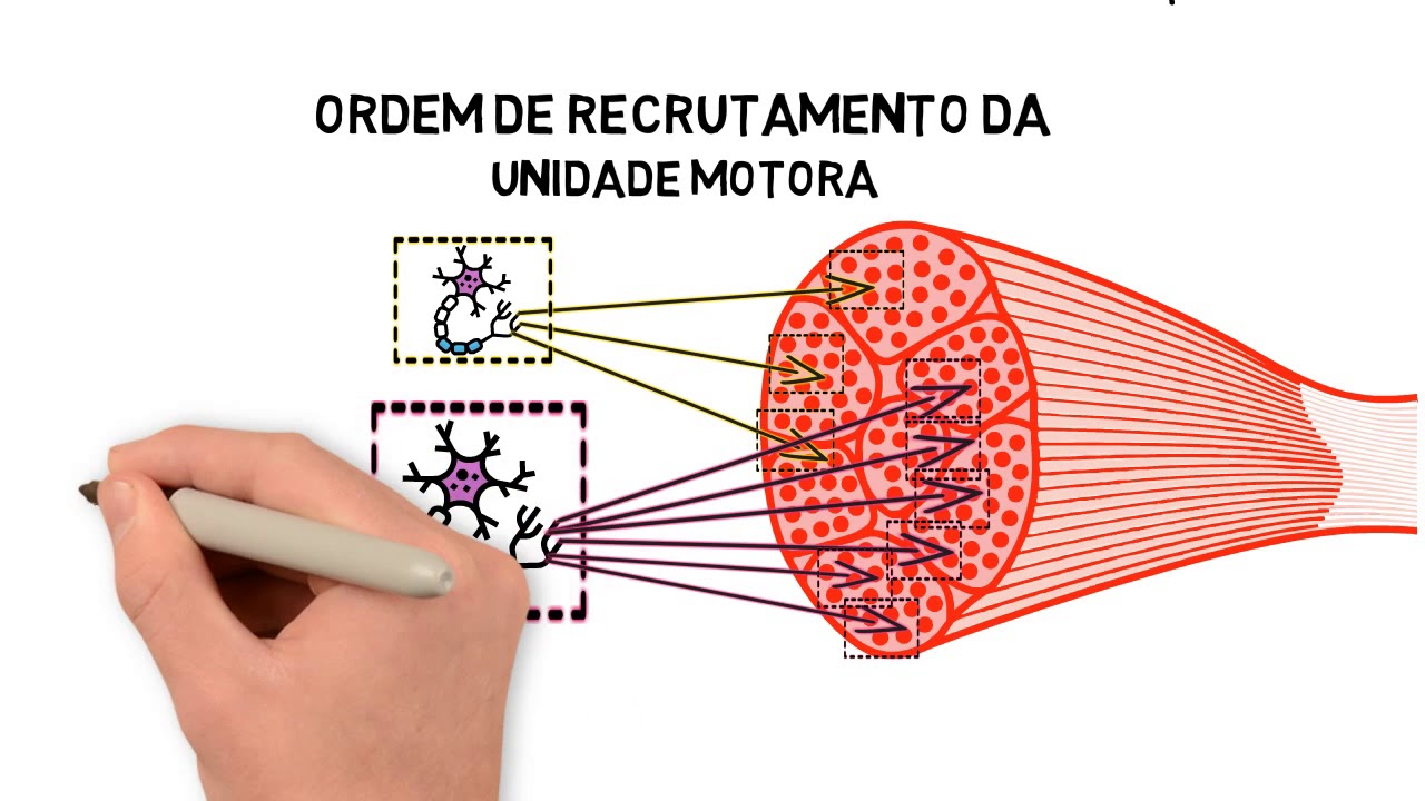 1 - Fisiologia da Medula Espinal