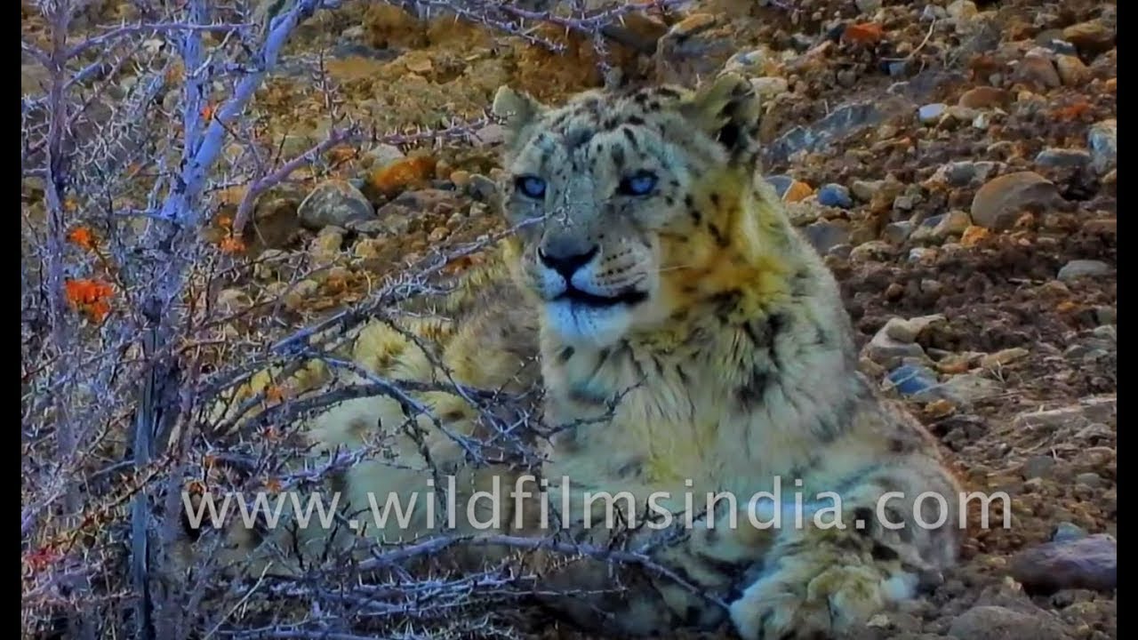 The Magnificent Snow Leopard of the Himalaya