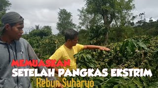 Download lagu MEMUASKAN KEBUN SUHARYO SETELAH PANGKAS EKSTRIM || Tukang Ngopi Jalan-jalan mp3