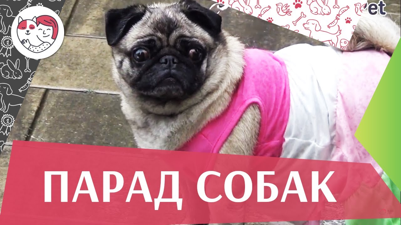Парад собак на ilikepet
