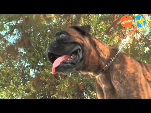 Elige tu raza - Boxer - Más que perros y gatos 4 | Fundación Affinity