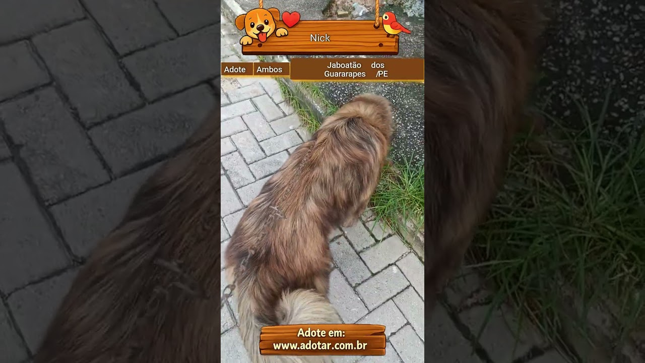 Cachorro raça SRD-ViraLata idade 7 a 11 meses nome Nick 