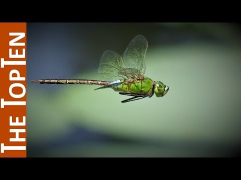 image-How do dragonflies get their name?