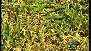 preview picture of video 'Army worms invade Lago Vista'