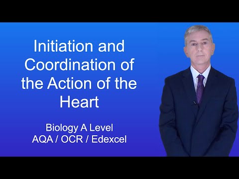 A Level Biology Revision "Initiation and Coordination of the Action of the Heart"