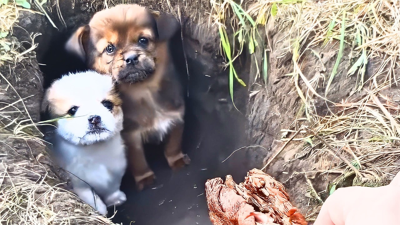 The Stray Dog's Fury and Relief: Rescuing Her Surviving Puppies from the Winter Burrow