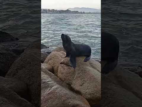 riqueza de santa Catarina imbituba